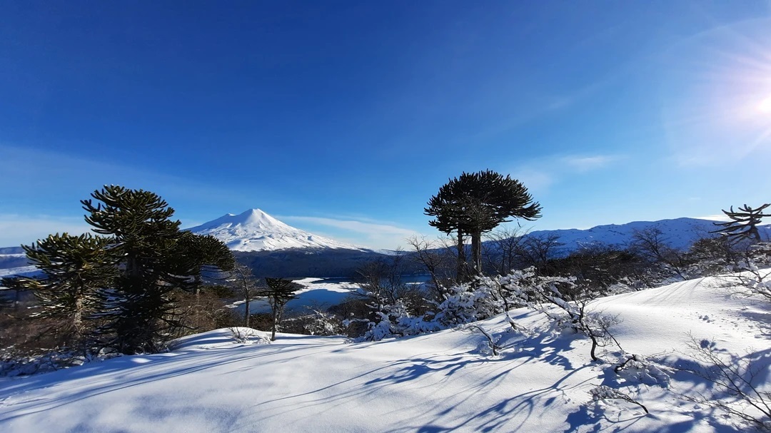 Llaima Volcano and Araucarias of Conguillío National Park, southern Chile