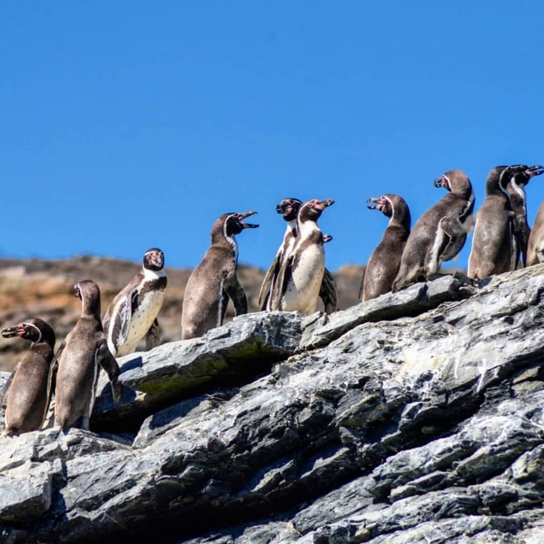 A group of Humboldt penguins