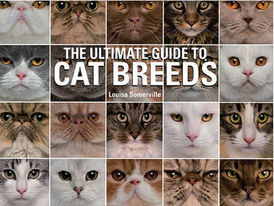 identifying cat breeds