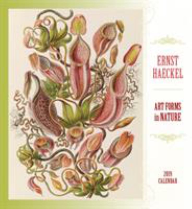 dragon tree plant care Dracaena marginata (dragon tree) main image 1
