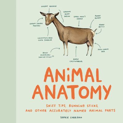 Animal Anatomy Animal Anatomy