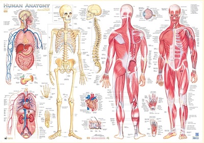 Human Anatomy A1 Large Chart Poster Laminated - QPA