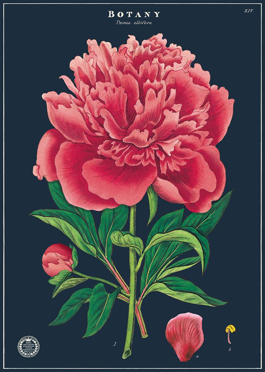 Poster/Wrap - Botany