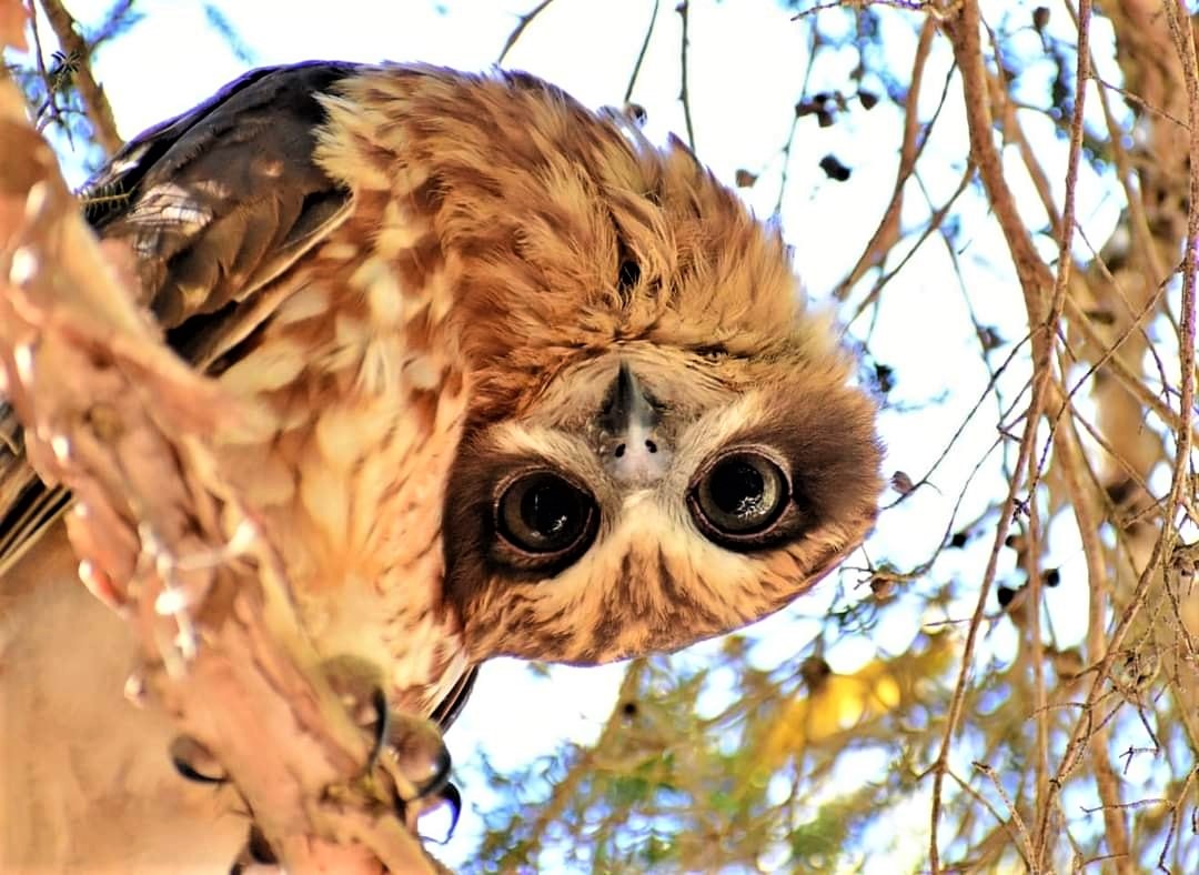 The Australian boobook (Ninox boobook) is a species of owl native to mainland Australia, southern New Guinea, the island of Timor, and the Sunda Islands.