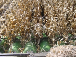 Several green barrels in a field

AI-generated content may be incorrect.