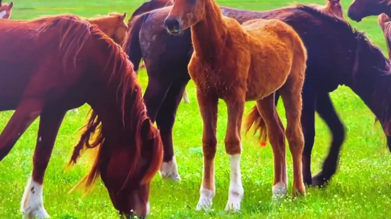 Video 2