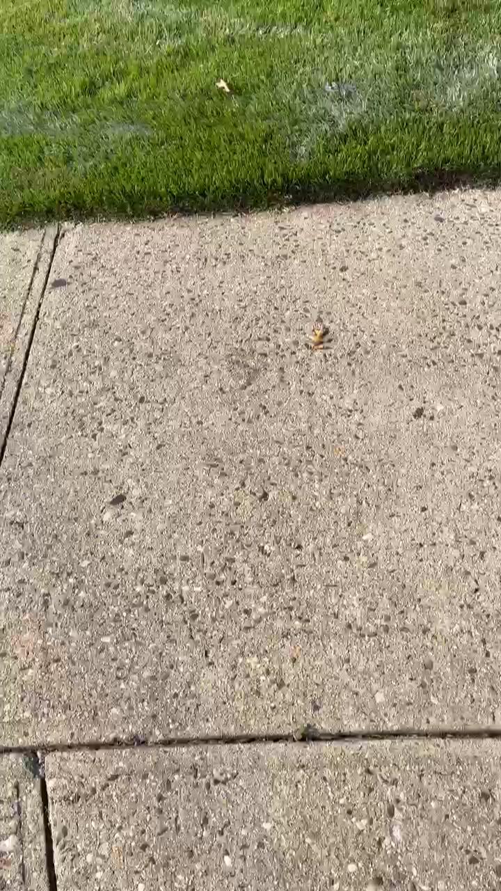 Video 23