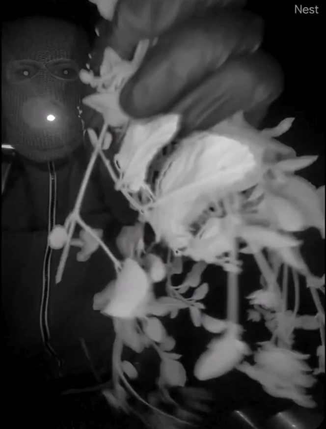 Video 7
