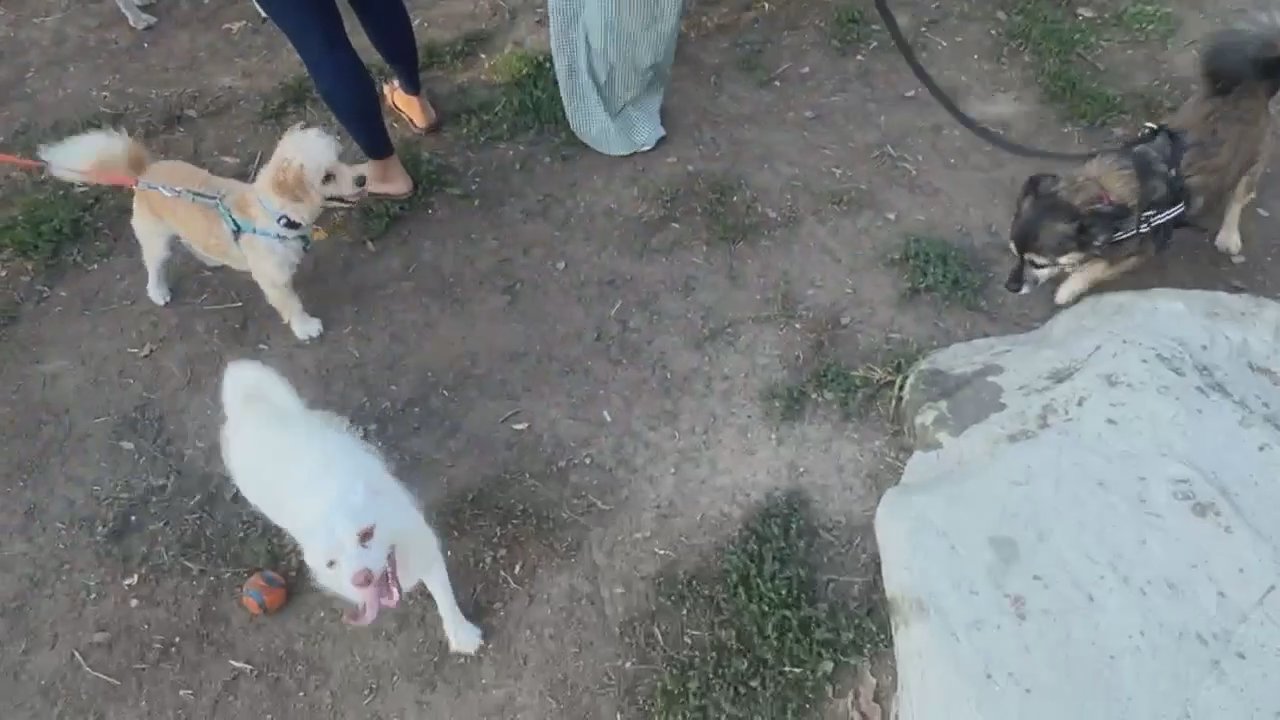 Video 4