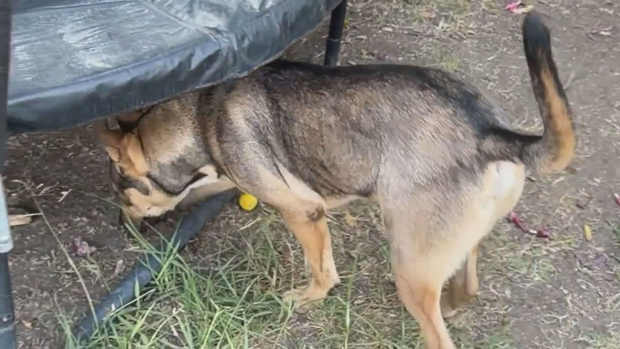 Video 1