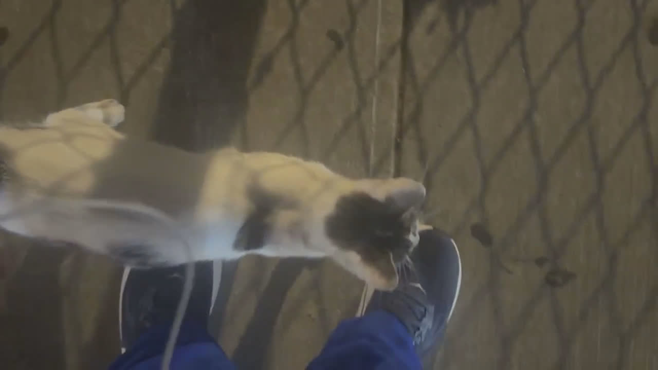 Video 1