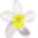 Hale Ho Ola Hamakua logo