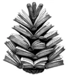 Orcas Library District logo