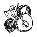 Town of Otselic logo