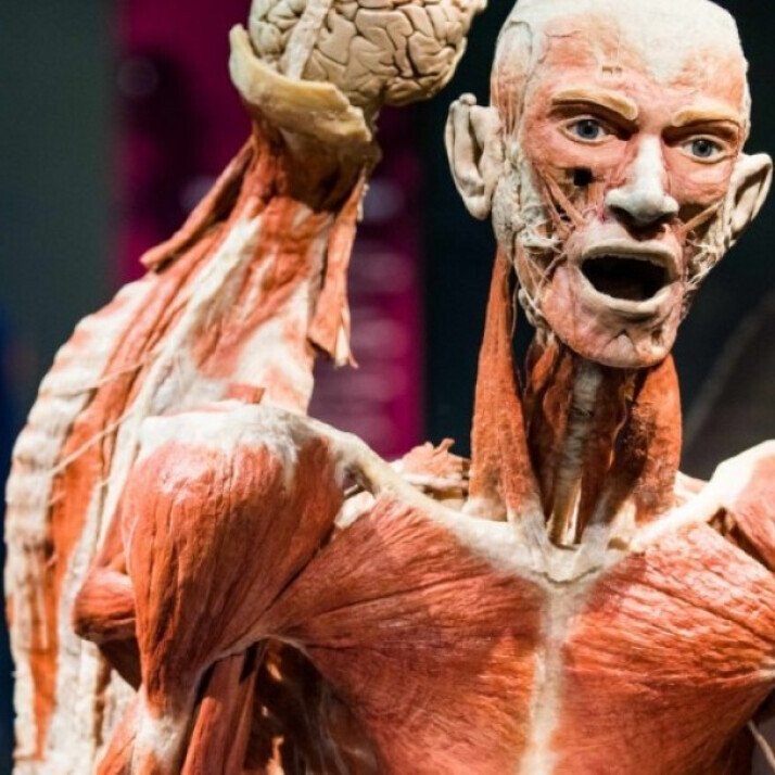 BODY WORLDS