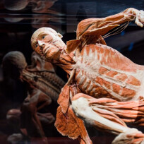 BODY WORLDS