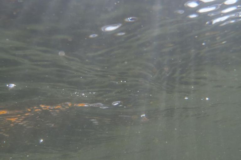 Sortie club Ariege du 25/08/2013