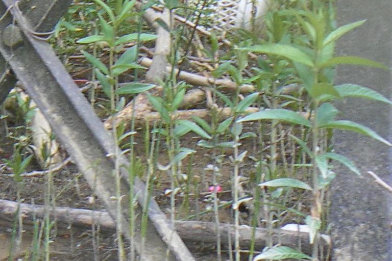 Nettoyage de rivières CKT 2016