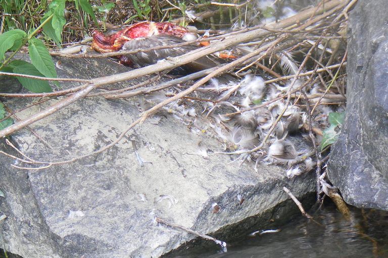 Nettoyage de rivières CKT 2016