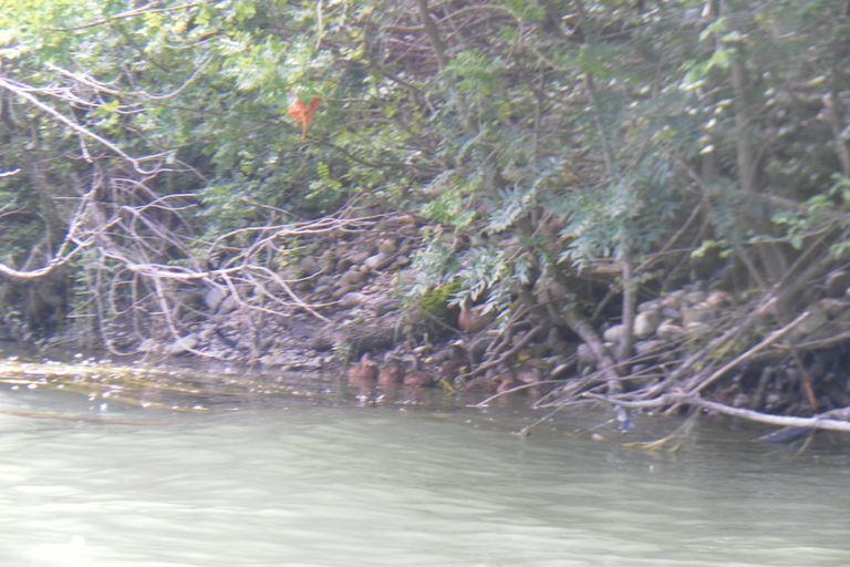 Nettoyage de rivières CKT 2016