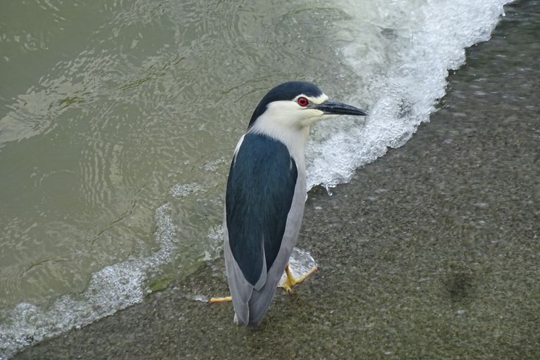 ECOLE DE PAGAIE MAI 2018