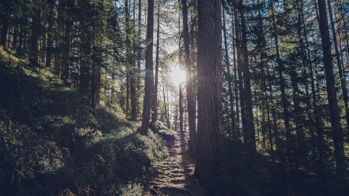 forest with path and sun peaking through