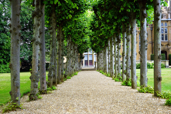 path with trees in front of a building