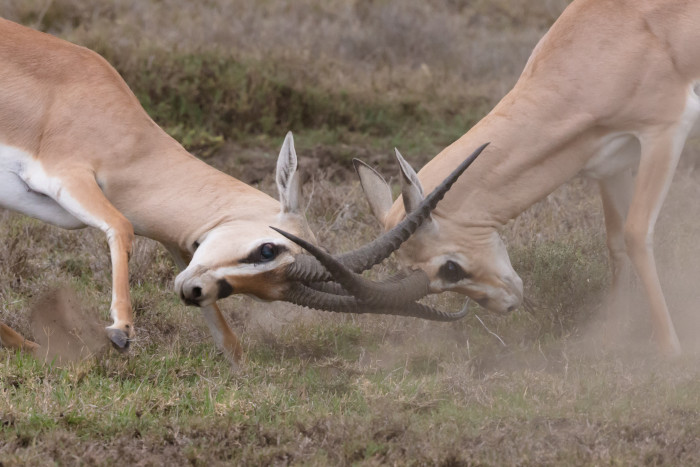 two antelopes fighting