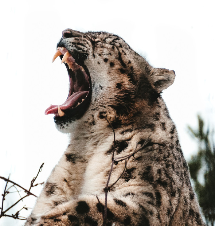 Leopard roaring