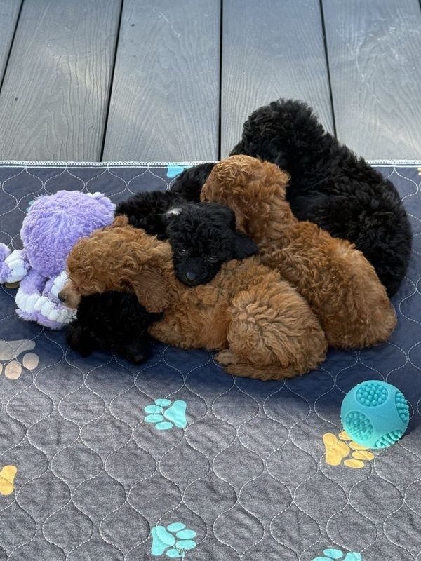 Toy poodle available