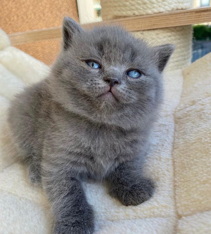 Grey British shorthair blue kittens ready now