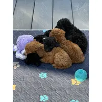 Toy poodle available