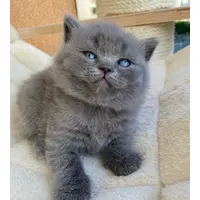 Grey British shorthair blue kittens ready now