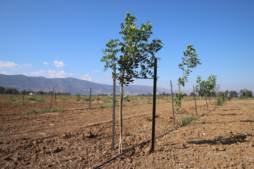 Carob orchard in the Galilee logo
