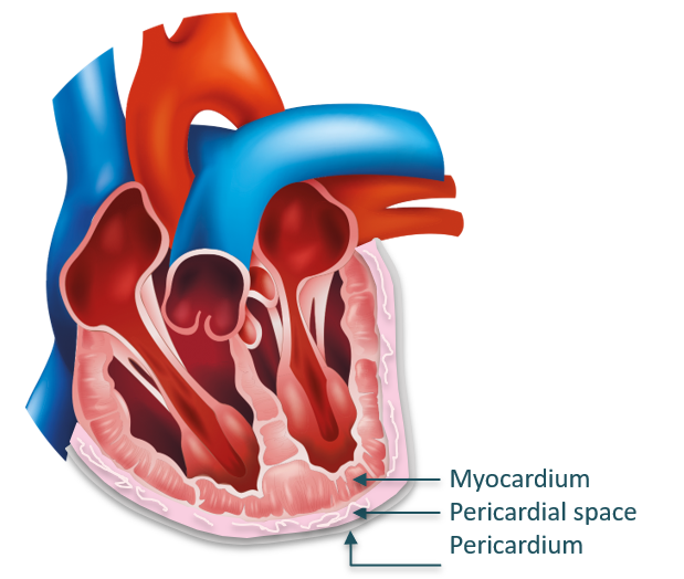 Heart model logo