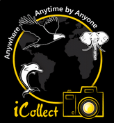 iCollect logo
