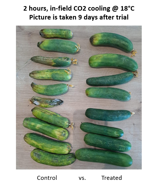 Cucumber results @ Achituv , Israel (9 days post harvest) logo