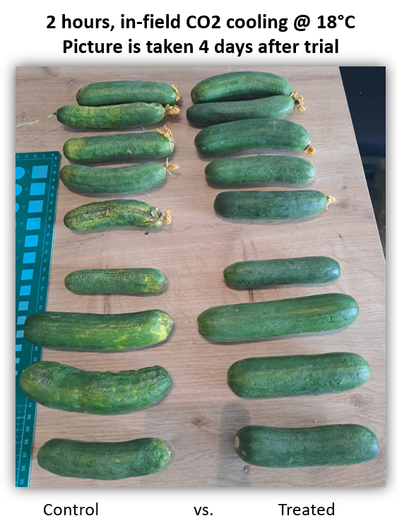 Cucumber results @ Achituv, Israel (4 days post harvest) logo