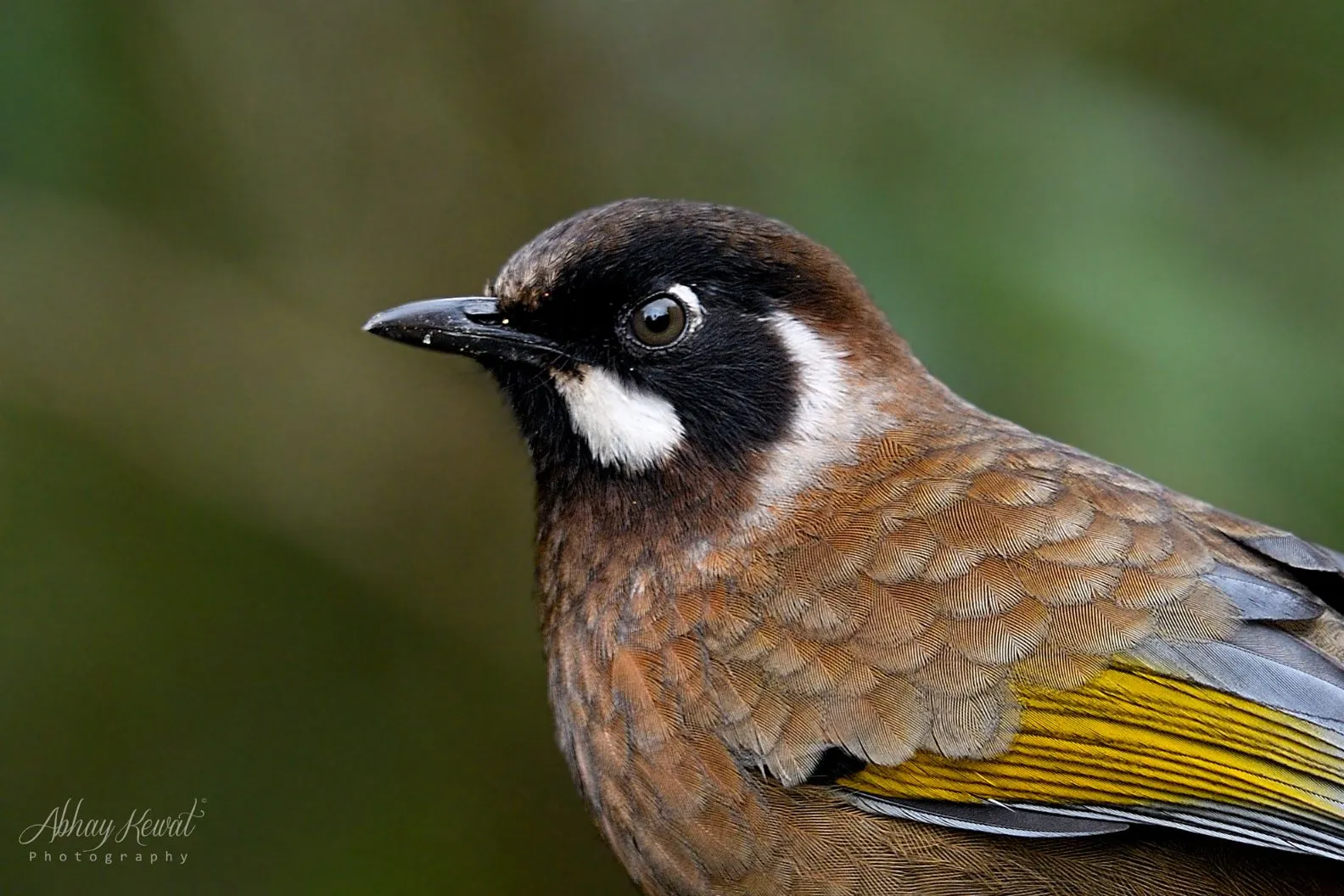Wild Wings Tours - Professional Photographer in Dabhade, Pune