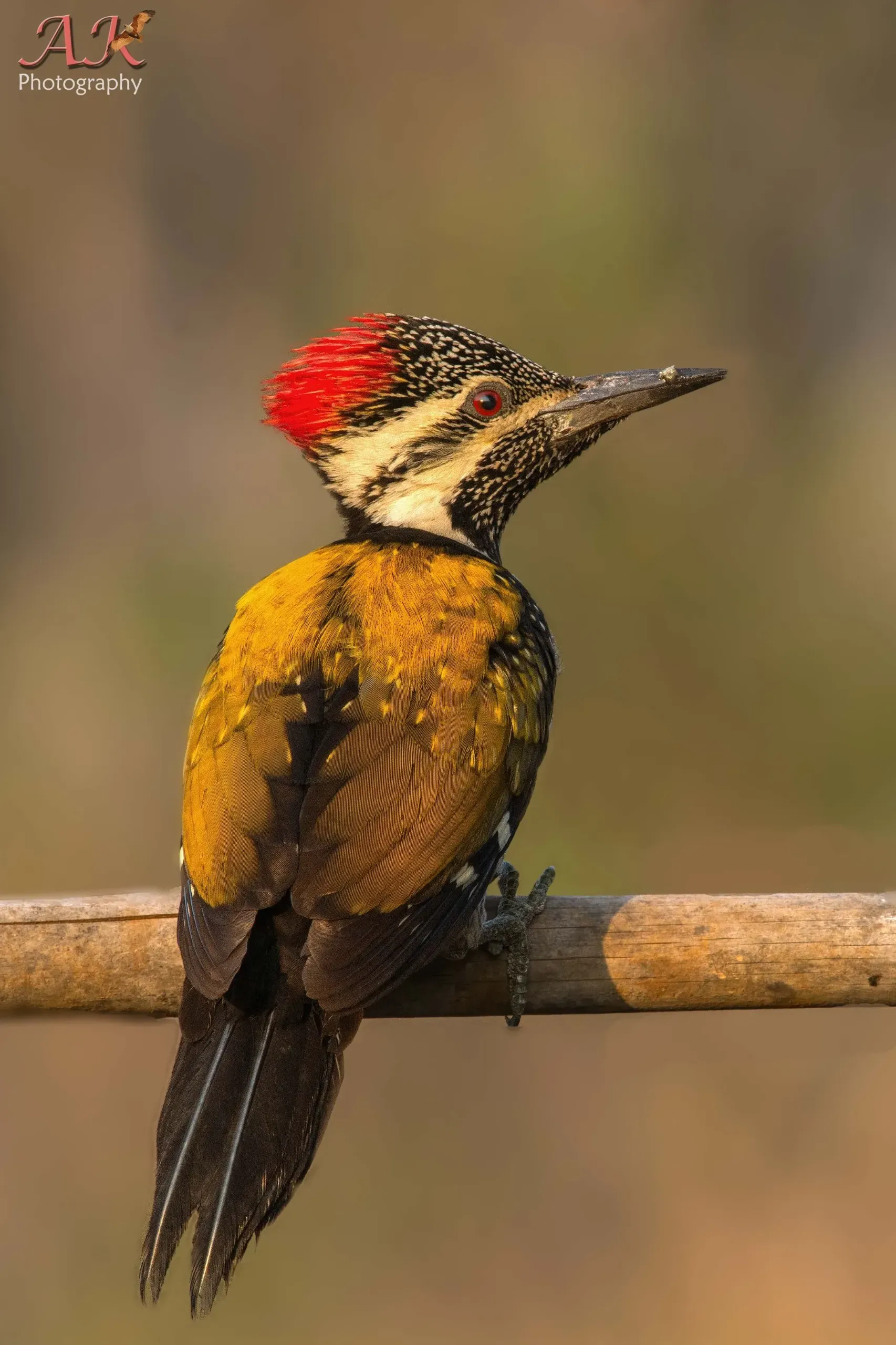 Birds Portraits