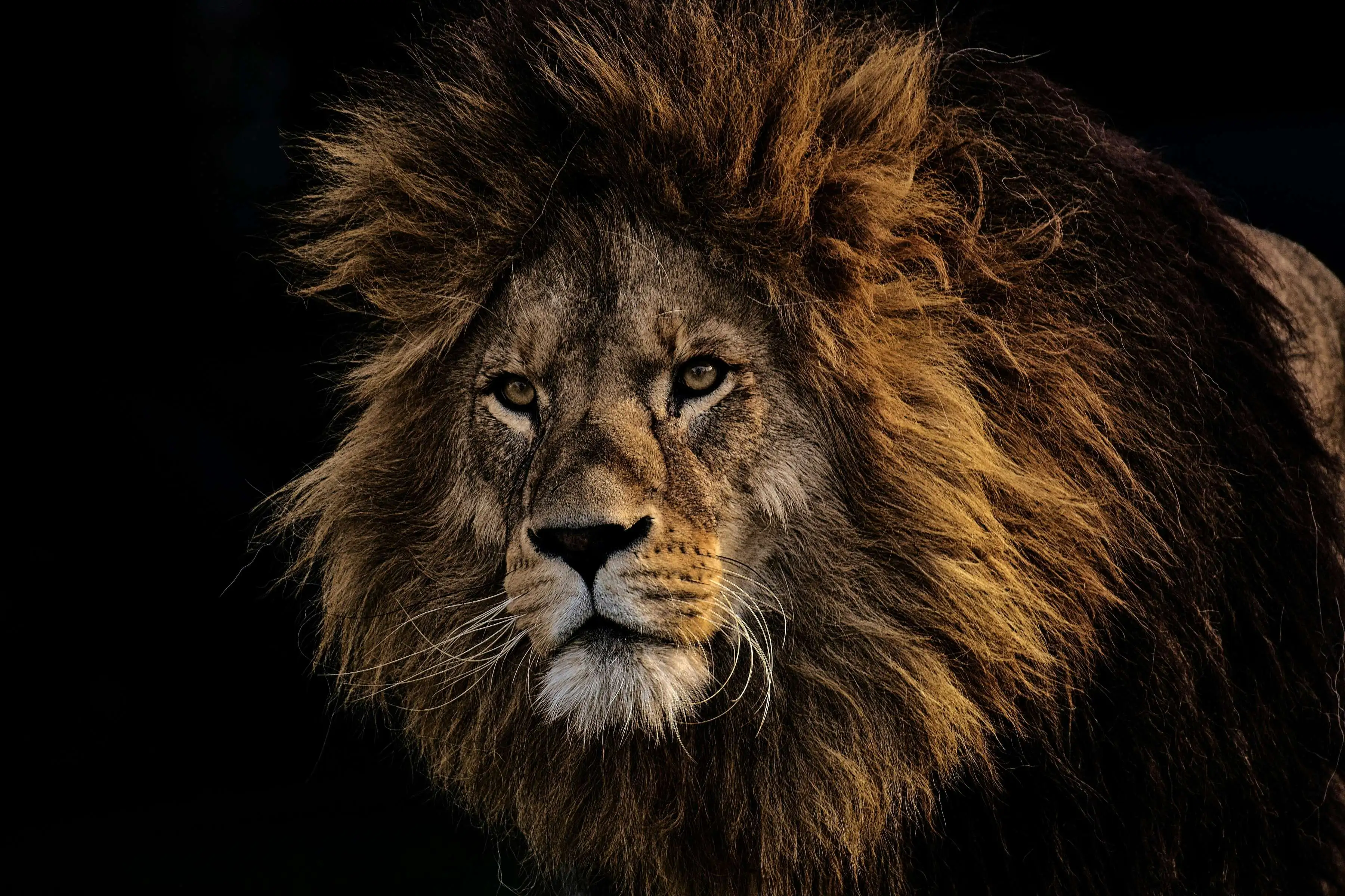 Power in the Wild