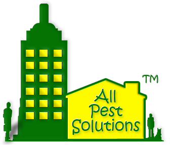 Termite Treatment