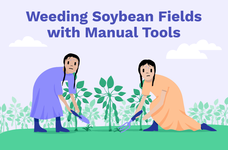 Image of Weeding soybean fields with manual tools