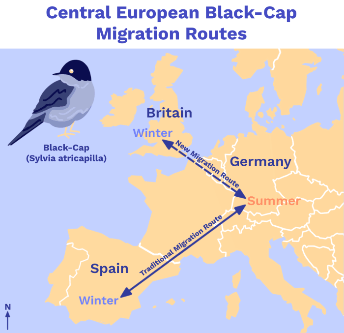 Image of Central European blackcap migration routes