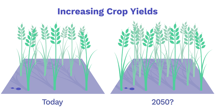 Image of Increasing Crop Yields
