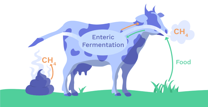 Image of Enteric Fermentation