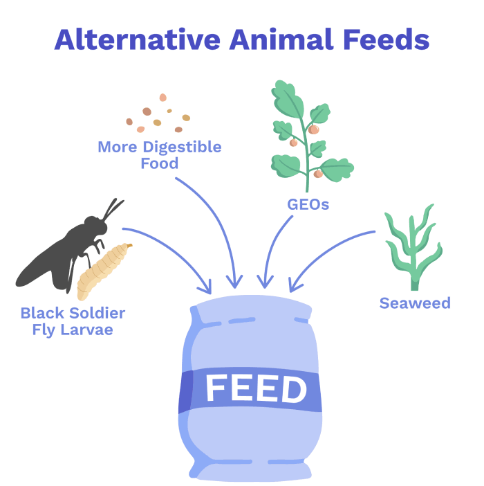 Image of Potential Animal Feeds