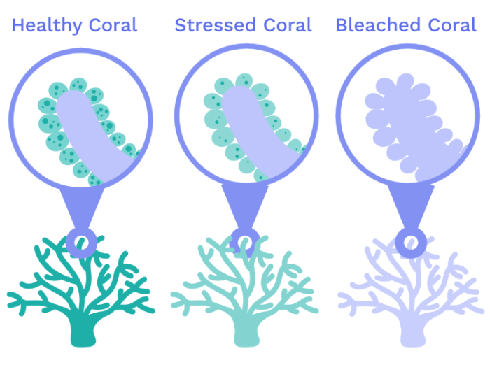 Animals: How can Animals Deal with Climate Change? | ClimateScience