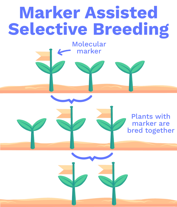 selective breeding diagram