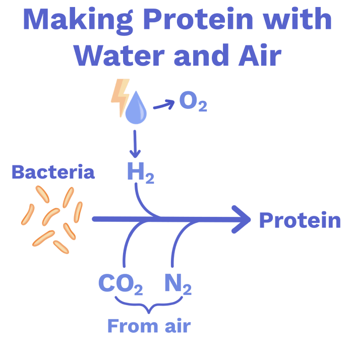 Image of How bacteria make protein